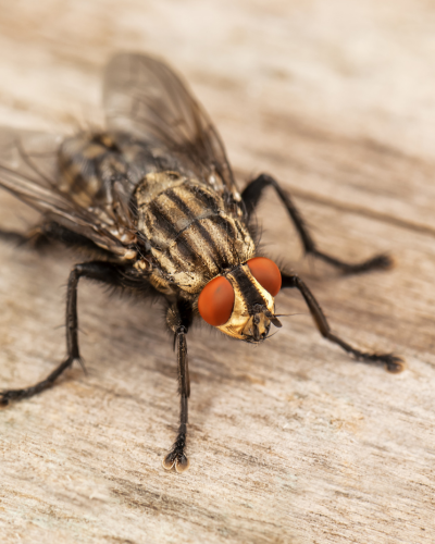 Fly control in port charlotte