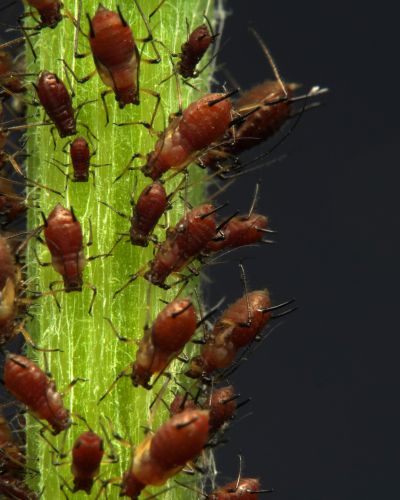 lawn pest