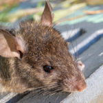 Roof Rats in Florida