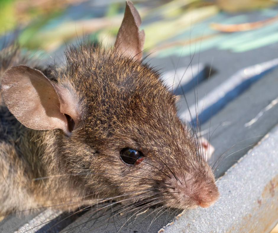 Roof Rats in Florida