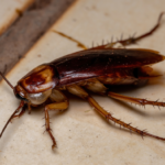 Roaches Move Indoors