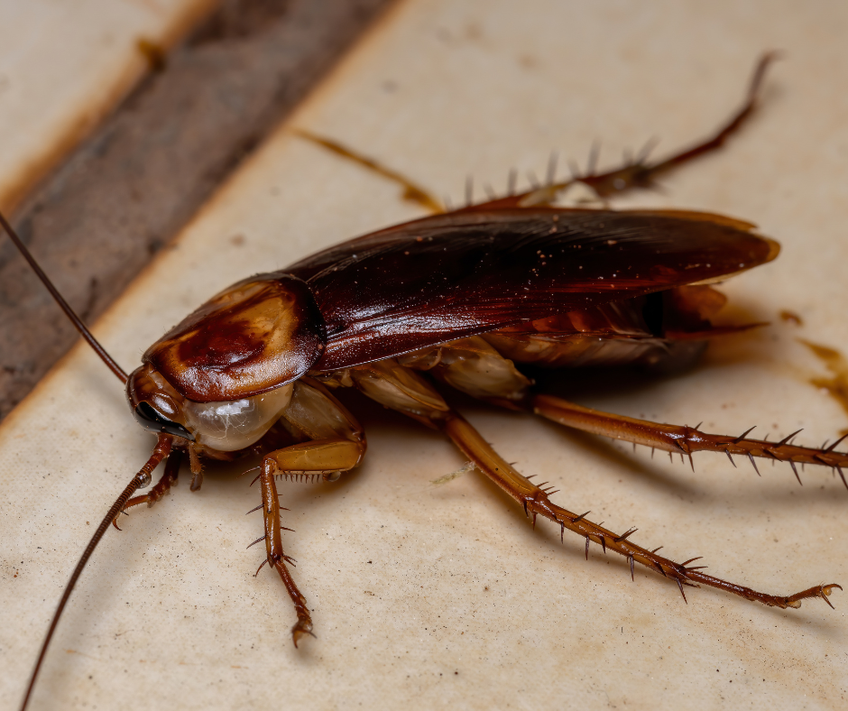 Roaches Move Indoors