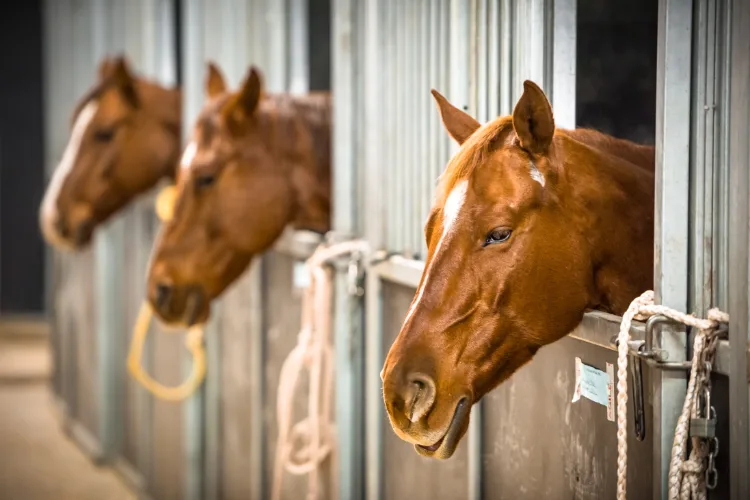 Barn and stable fly control service