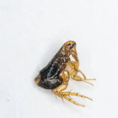 Cat fleas