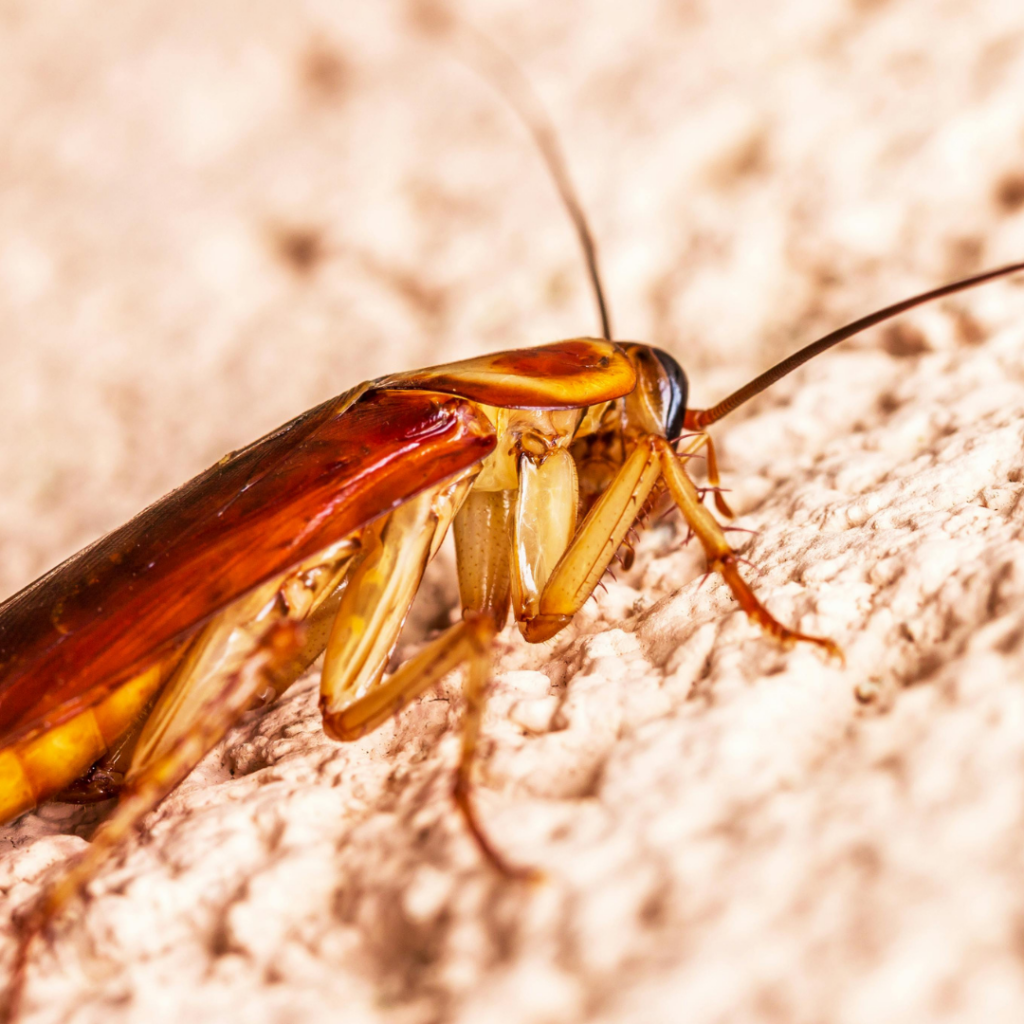 Cockroach Control