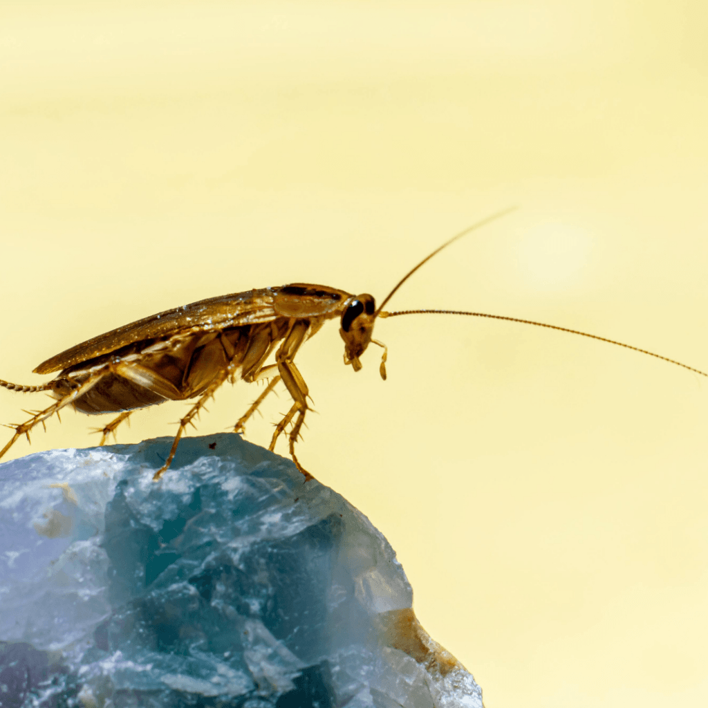 Cockroach control in port charlotte bug off pest