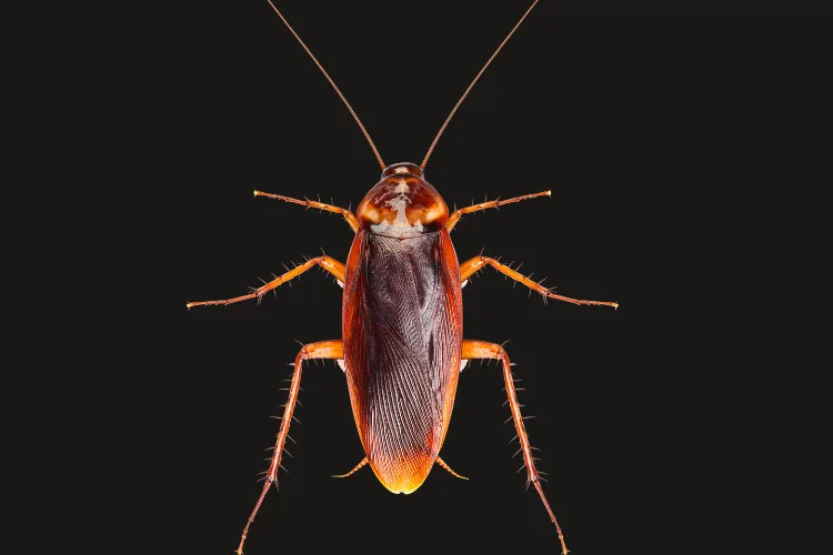 Cockroach