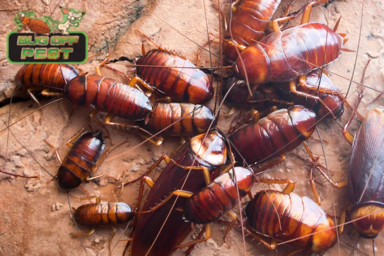 Effective cockroach control