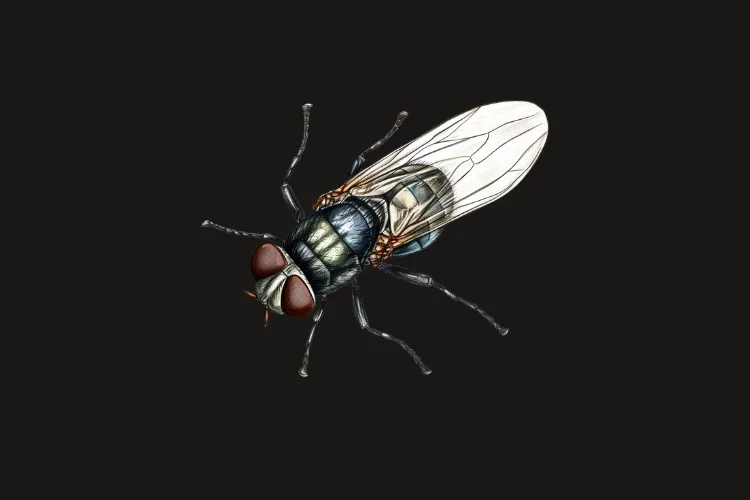 Fly control