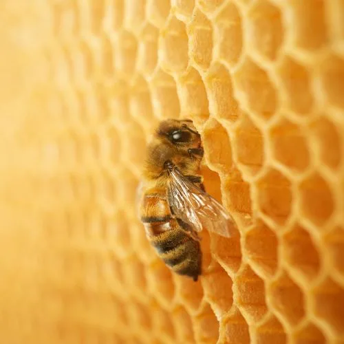 Honey bee