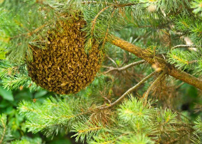 Honey bee removal relocation services