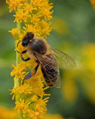 Bee