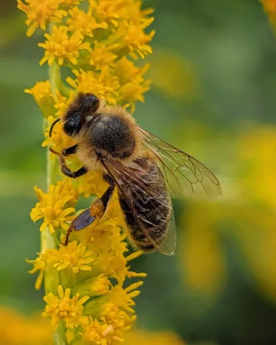 Bee