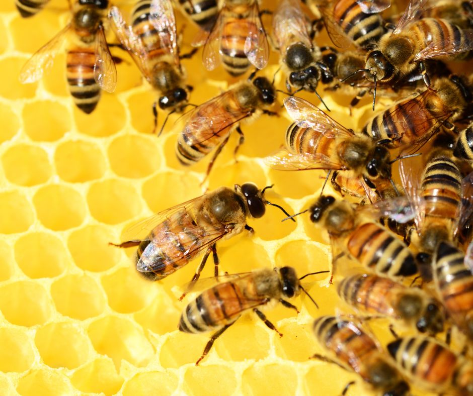 Honey Bee Removal