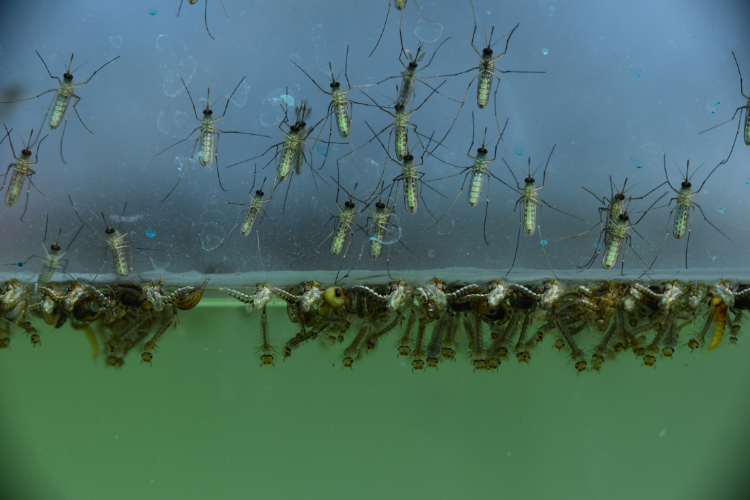 Mosquito Control