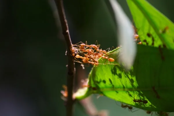 Pasture fire ant control bug off pest