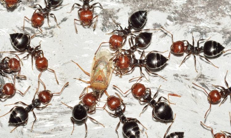 Pest control ants
