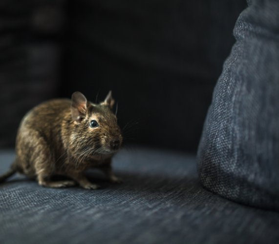 Rodent Control & Exclusion