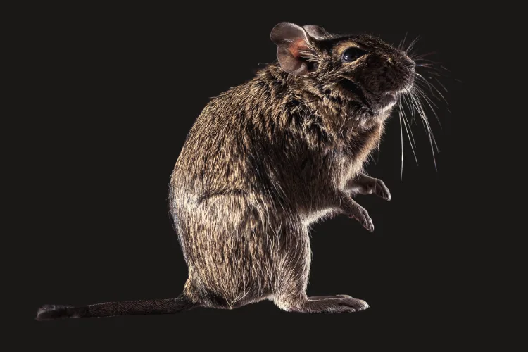 Rodent