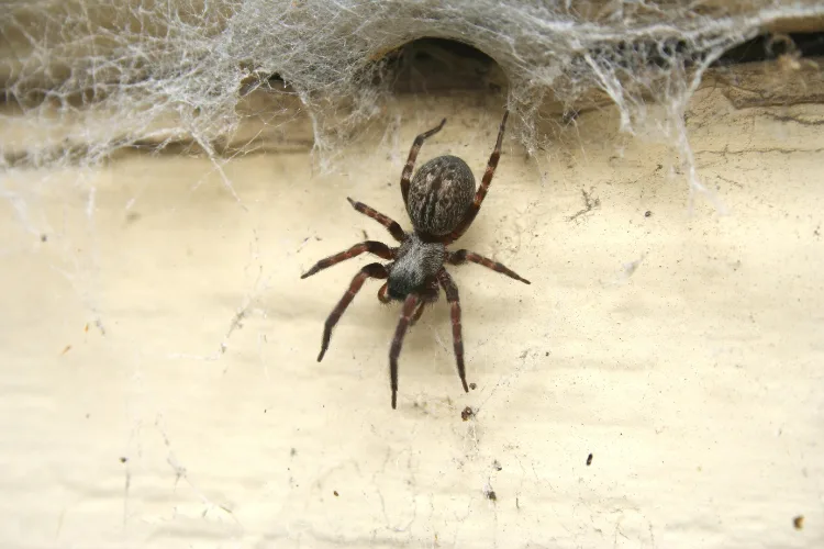 Spider control in port charlotte fl
