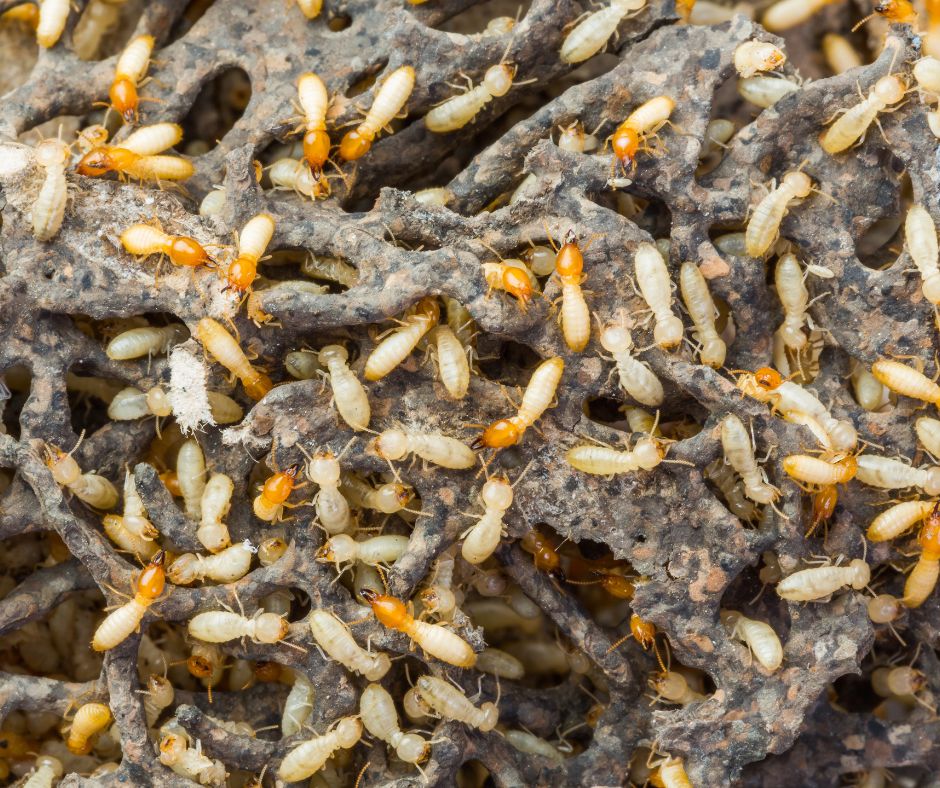 Termites