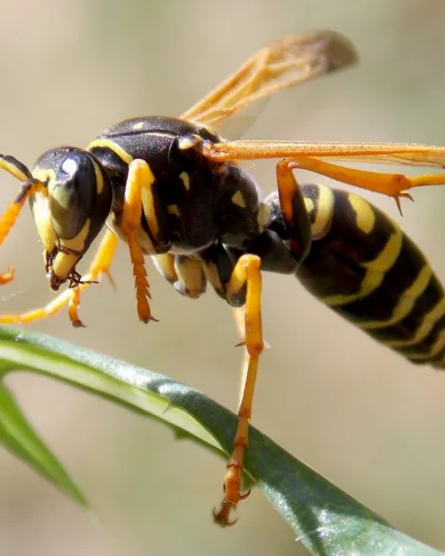Wasp control in port charlotte