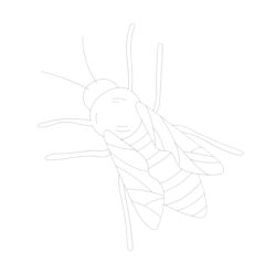 Bug Off Pest bug icon