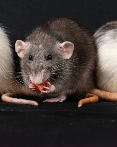 Rat - Bug Off Pest
