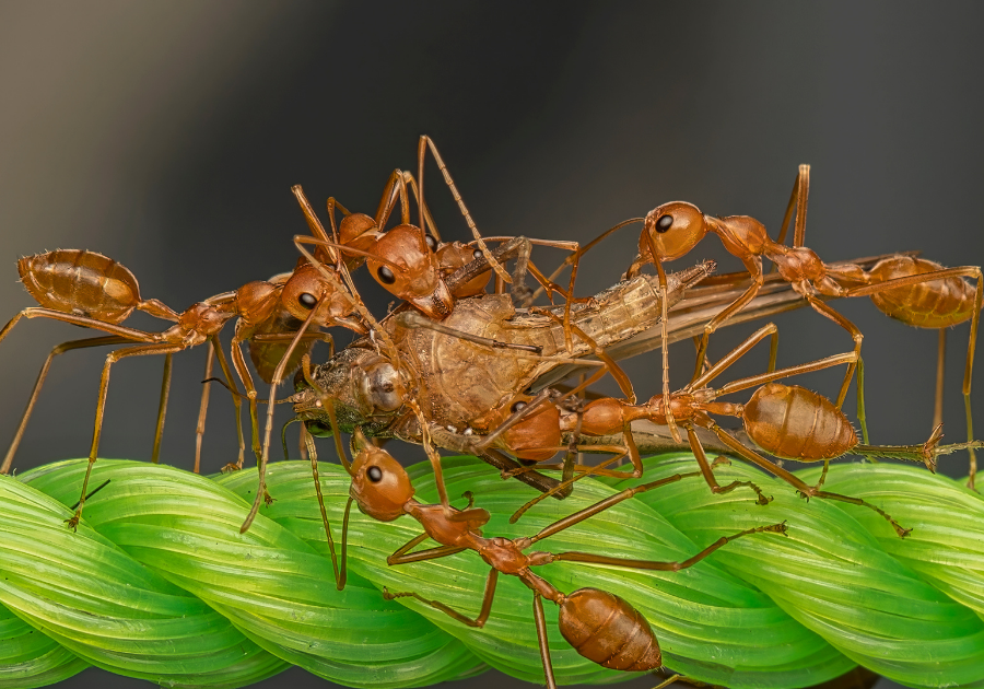 Ant Control in Punta Gorda