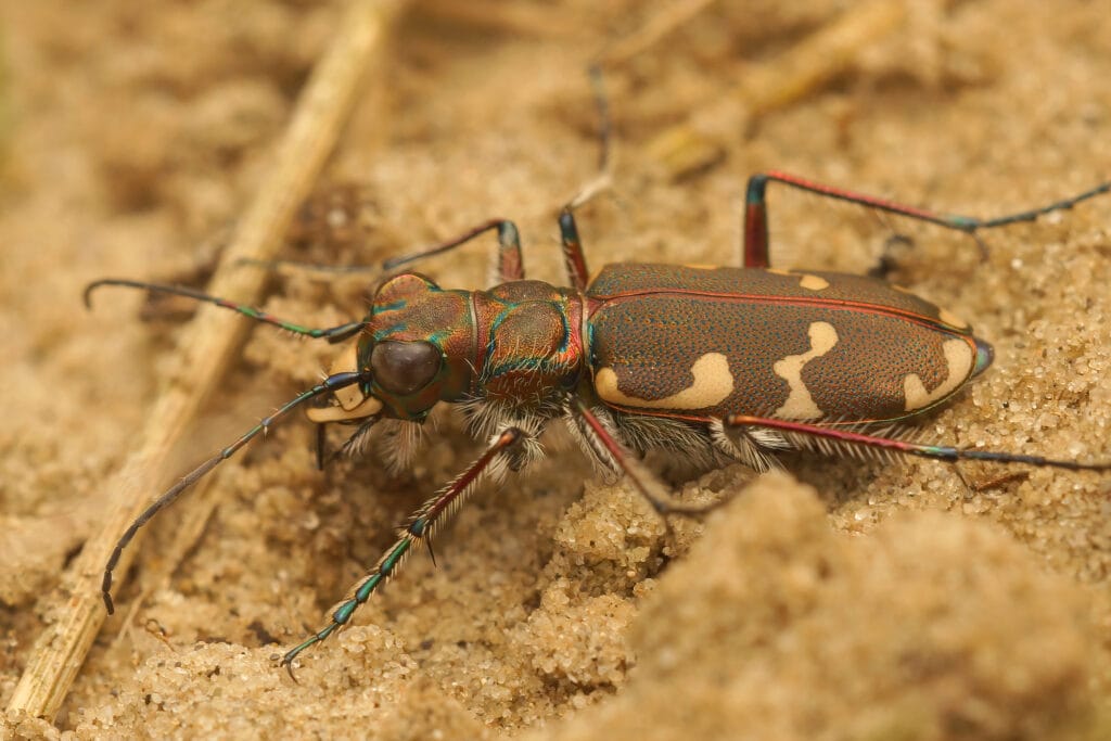 Chinch bugs