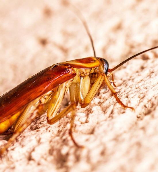 Commercial Pest Control in Southwest FL