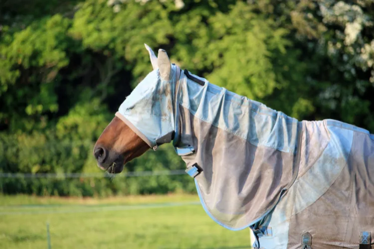 Common equine pest protection service