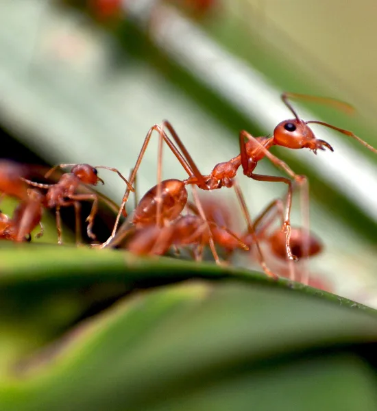 Lawn Pest Control