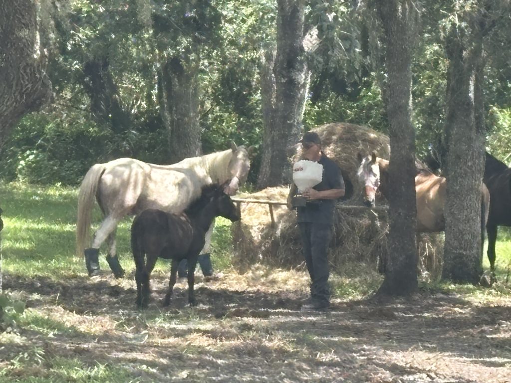 Livestock Pest Protection