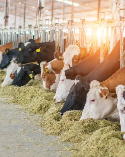 Livestock pest protection service in port charlotte