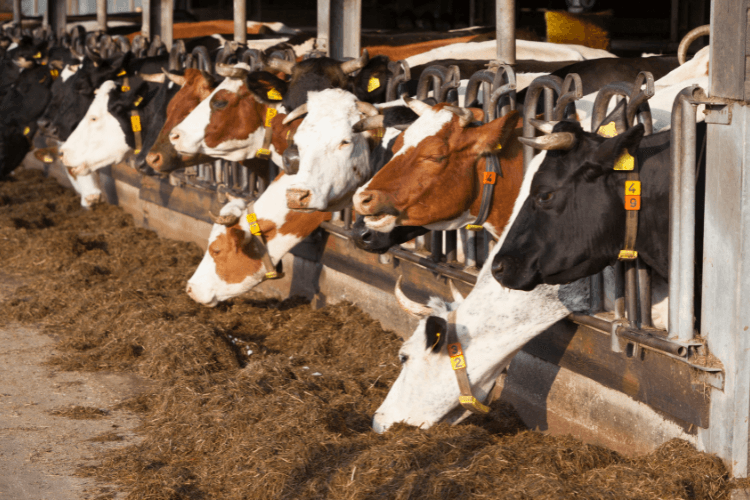 Livestock in charlotte county