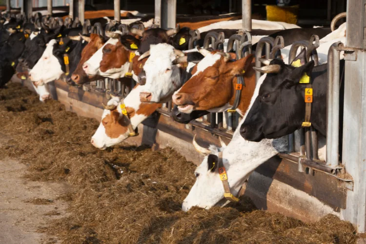 Livestock in charlotte county