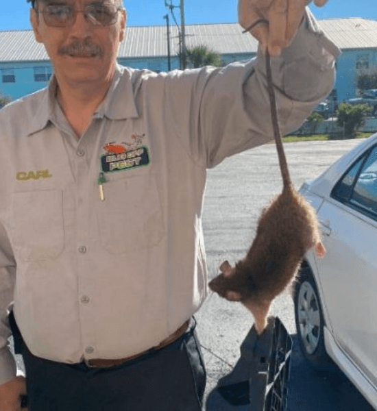 Pest control in Rotonda West, FL - Bug Off Pest