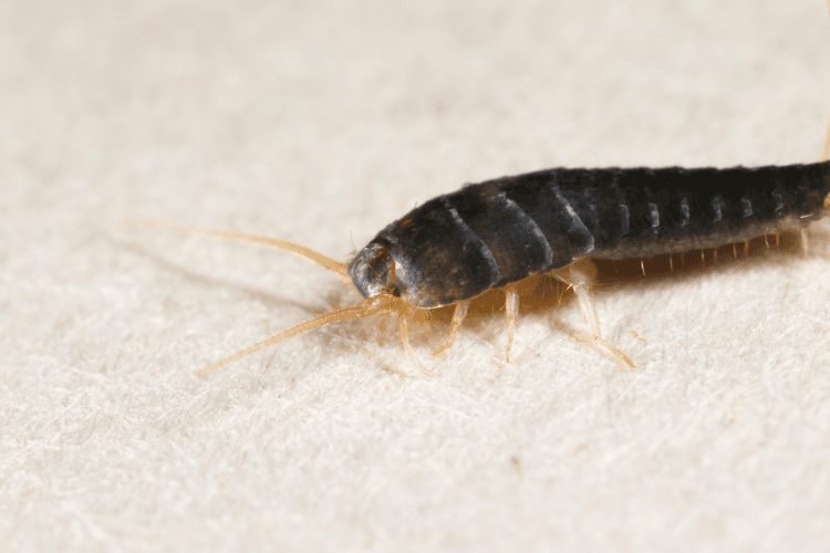 Silverfish control in port charlotte