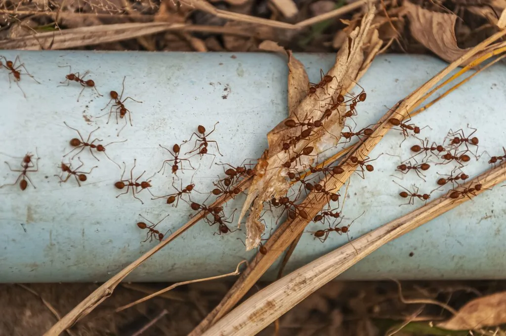 Fire ant