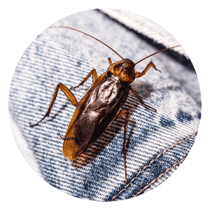 American Cockroaches in Charlotte County