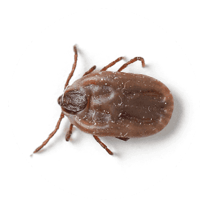 Brown Dog Tick in Charlotte County