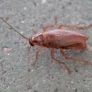 German Cockroaches | Bug Off Pest Control Port Charlotte
