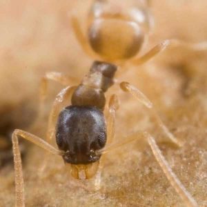 Fire Ants | Bug Off Pest Control Port Charlotte