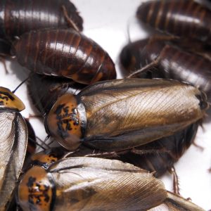 Pantry pests and Beetles