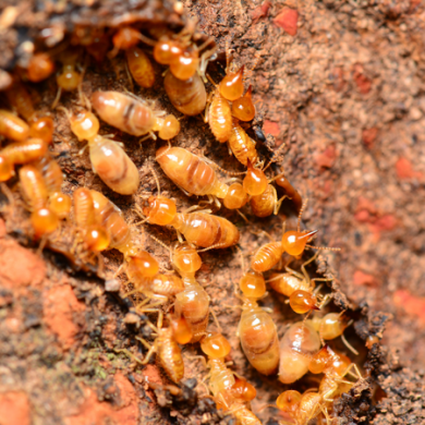 Cuban subterranean termite