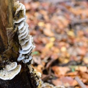 Wood Destroying Fungi in Port Charlotte FL